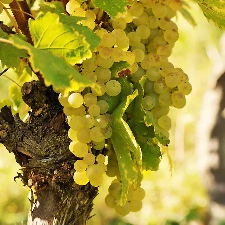 Vakantiehuis Roccabianca